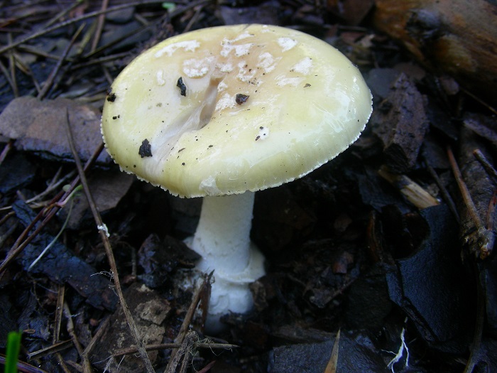 973 Marzo vecchio ritrovamento